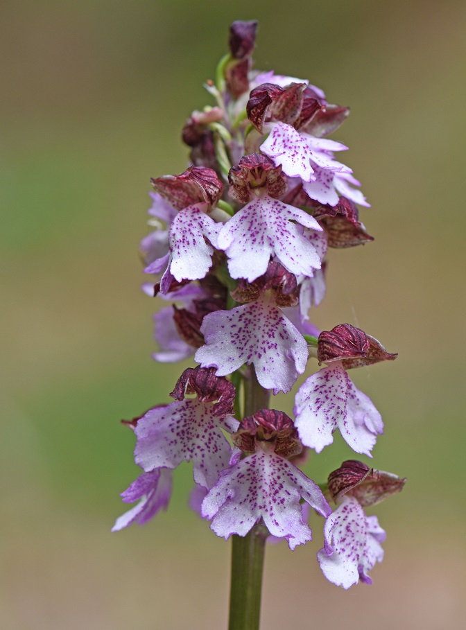 Orchis purpurea